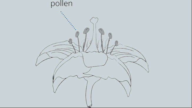 Flower with pollen