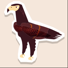 wedgetailedeagle