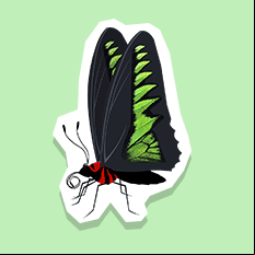 birdwingbutterfly